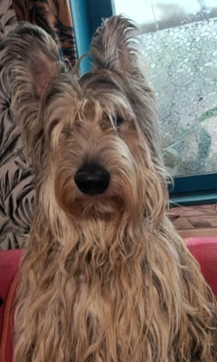 Étalon Berger de Picardie - Unyk Du Moulin Des Alouettes