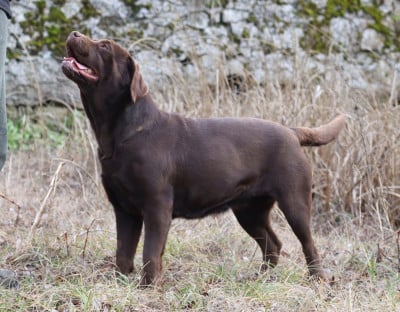 ULALA diamond du chai