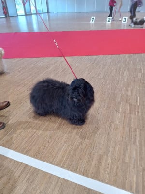 Étalon Bichon Havanais - Udelyss de La Lune Havanaise