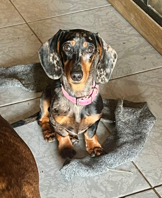 image de Victoria Impériale Blue