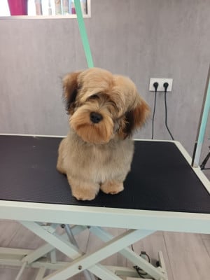 Étalon Bichon Havanais - Vayan Des Nichées De Riopse