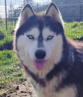 Étalon Siberian Husky - Out-of Control "OTAKE" des reves de neige