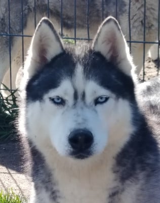 Étalon Siberian Husky - Reggae des reves de neige