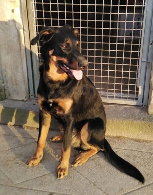 Étalon Berger de Beauce - Azteck De La Comté Des Odins