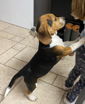 Étalon Beagle - Tania de la ripaille