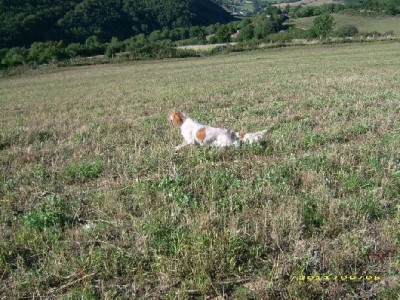 Étalon Setter Anglais - Raja de la rousse des bords d herault De La Rousse Des Bords D'herault