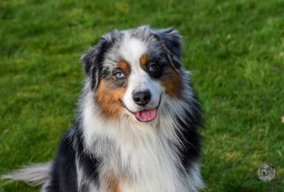 silver dream mini's Old Macdonald