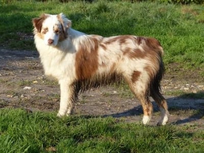 Étalon Berger Australien - Promised I Never Forget Des Paturages Normands