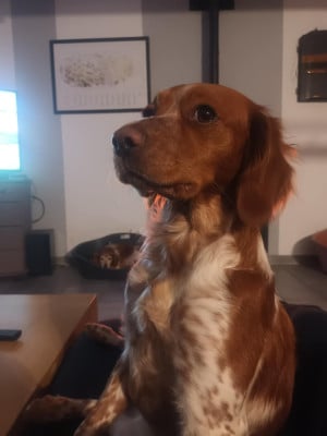 Étalon Epagneul Breton - de la baie de quervière Tina