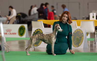 Étalon Whippet - Zilcis A Lady in red