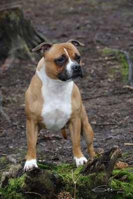 Étalon Staffordshire Bull Terrier - Staffanatic's United We Stand aka Uma