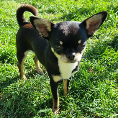 Étalon Chihuahua - Automne Du Royaume Des Titous