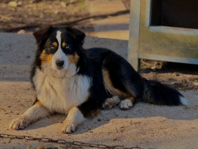 Étalon Berger Australien - Arkan des Chemins d'Iris