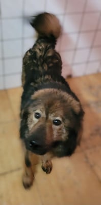 Étalon Eurasier - Tammy Des marais de courmont