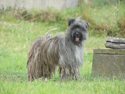 Étalon Berger des Pyrenees à poil long - Sabat dit Tinta de Mendi Ripa