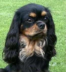 Étalon Cavalier King Charles Spaniel - VIP Off le Spaanjeberg