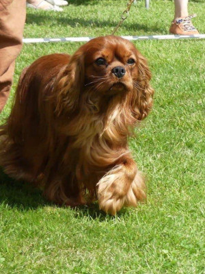 Étalon Cavalier King Charles Spaniel - CH. Teddy De la geode