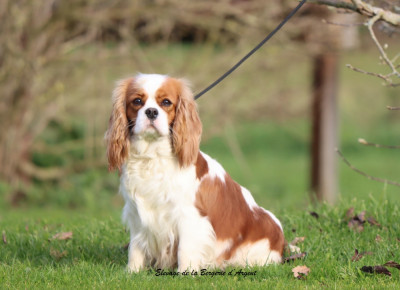 Étalon Cavalier King Charles Spaniel - Ulotte De La Bergerie D'Argent