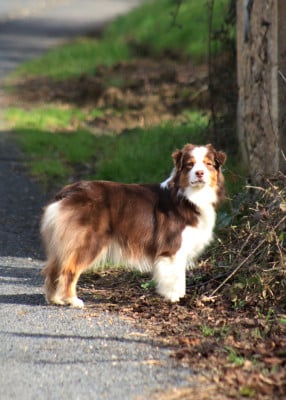 Étalon Berger Australien - Un brin d'histoire Du Royaume Secret D'opaline