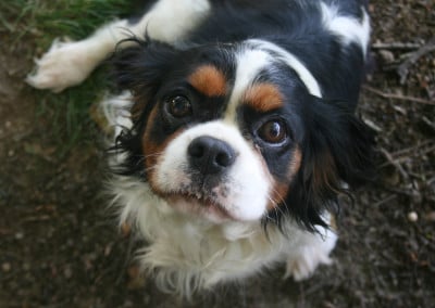 Étalon Cavalier King Charles Spaniel - Toscane Des Jardins De Vesco