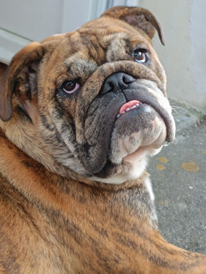 Étalon Bulldog Anglais - Victoire Zaze Royale Pepite Dog