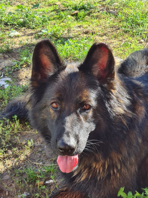 Étalon Berger Allemand - Prajna De L'Ecuyer De La Branle