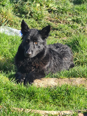 Étalon Berger Allemand - Sioux De L'ecuter De La Branle De L'Ecuyer De La Branle