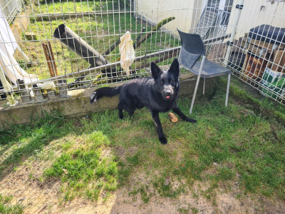 Étalon Berger Allemand - Umi Titre Initial