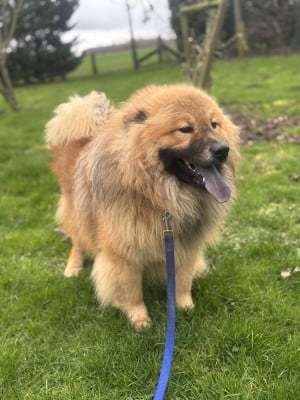 Étalon Eurasier - Anakin Des marais de courmont
