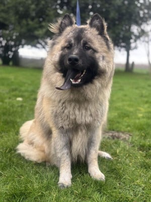 Étalon Eurasier - August Des marais de courmont