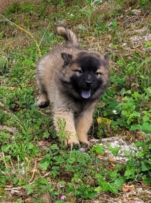 Étalon Eurasier - Arka Des marais de courmont