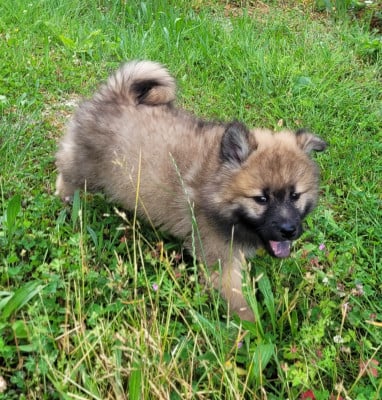 Étalon Eurasier - Alita Des marais de courmont