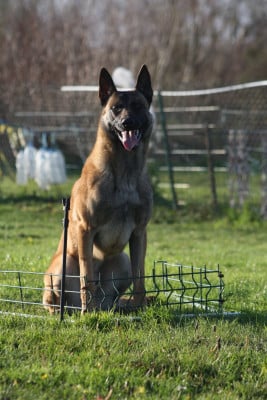 Étalon Berger Belge - Oural DU DOMAINE DES SIX BOURGEOIS