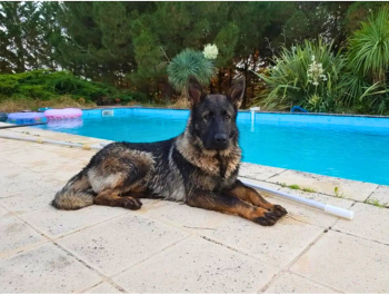 Étalon Berger Allemand - Oggy du clos Chalis