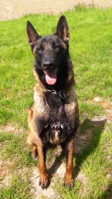 TAÏRA Des Guerriers Partisans