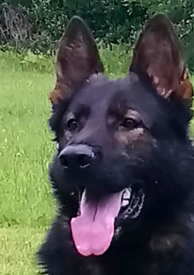Étalon Berger Allemand - L'lobo du clos Chalis