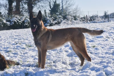 Étalon Berger Belge - Vania Legend'of Ki Breizh