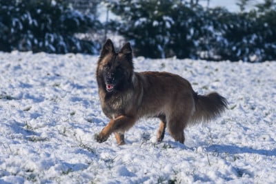 Étalon Berger Belge - Unik lexa Legend'of Ki Breizh