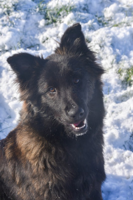 Étalon Berger hollandais - Alibi du mont Brabant