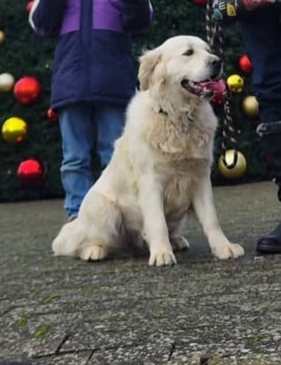 Étalon Golden Retriever - Una Diam's Black