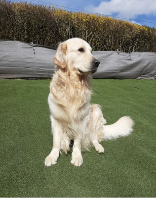 Étalon Golden Retriever - Saïko (Sans Affixe)