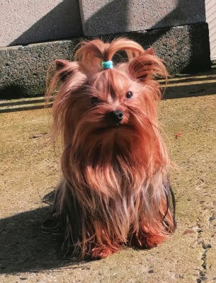 Timousse du Clos de L'Igloo