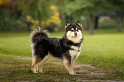 Étalon Chien finnois de Laponie - CH. Uusi Kokémus De La Contrée De Léonidas