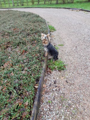 Taratata d'Ivena des Lys Domaine De La Petite Longère