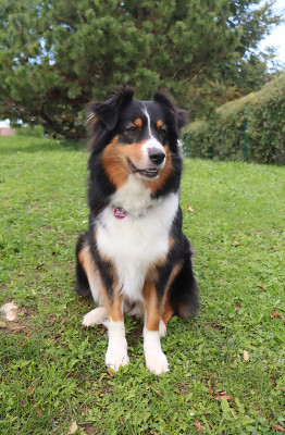 Étalon Berger Australien - Tara Des Bergers Du Caprimont