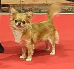 Étalon Chihuahua - Arthus des Graines de stars