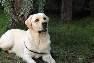 Étalon Labrador Retriever - CH. VEGAS PATI ZAKO I LABUSIE}