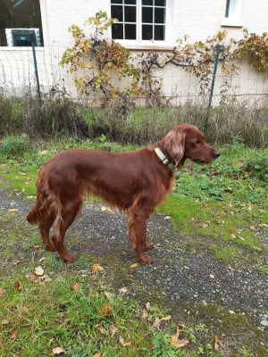 Étalon Setter irlandais rouge - Plume De la vallée de cléry