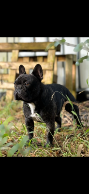 Étalon Bouledogue français - Viktor De La Vallée Du Cagire