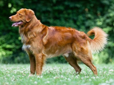 (Sans Affixe) casarrondo jiori adan